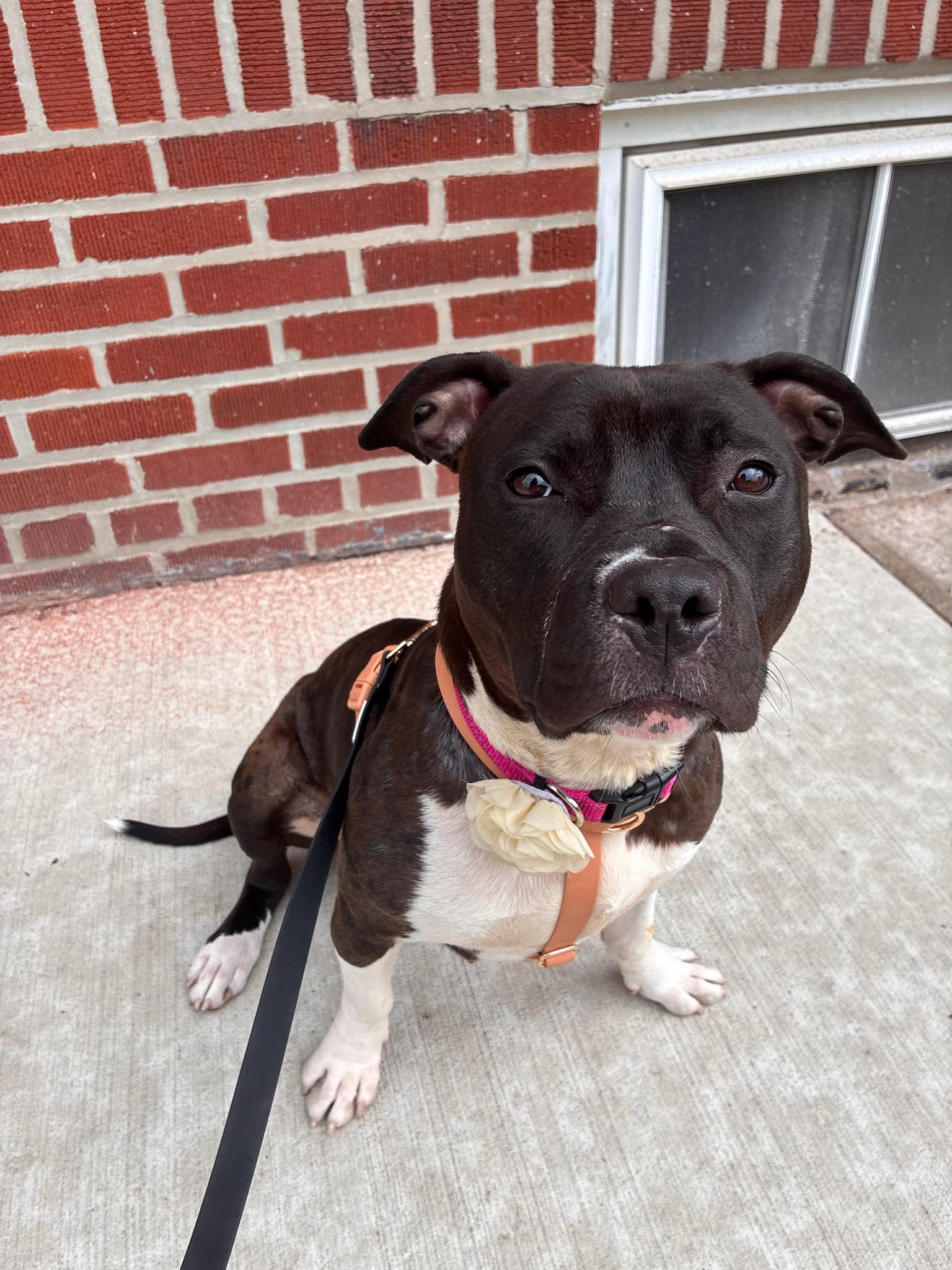 Enlarge Ruby, a Adopted mixed breed in Larchmont, NY image 5/6