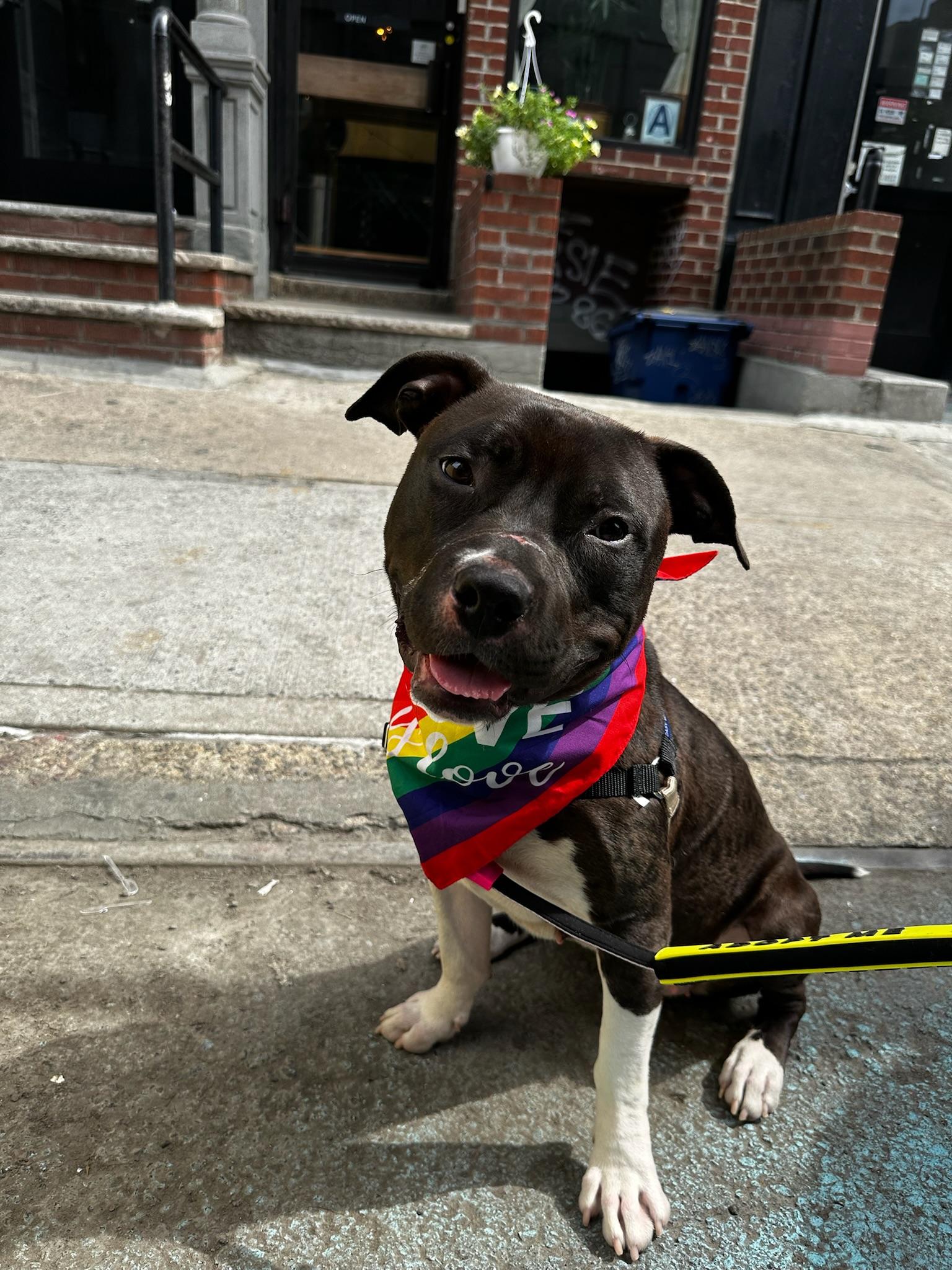 Enlarge Ruby, a Adopted mixed breed in Larchmont, NY image 4/6