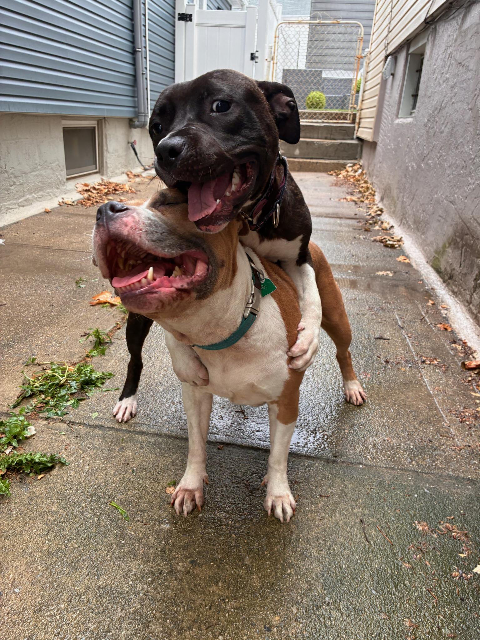 Enlarge Ruby, a Adopted mixed breed in Larchmont, NY image 2/6