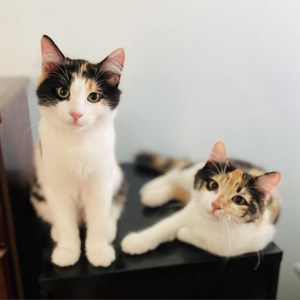 Colby — thumbnail 3