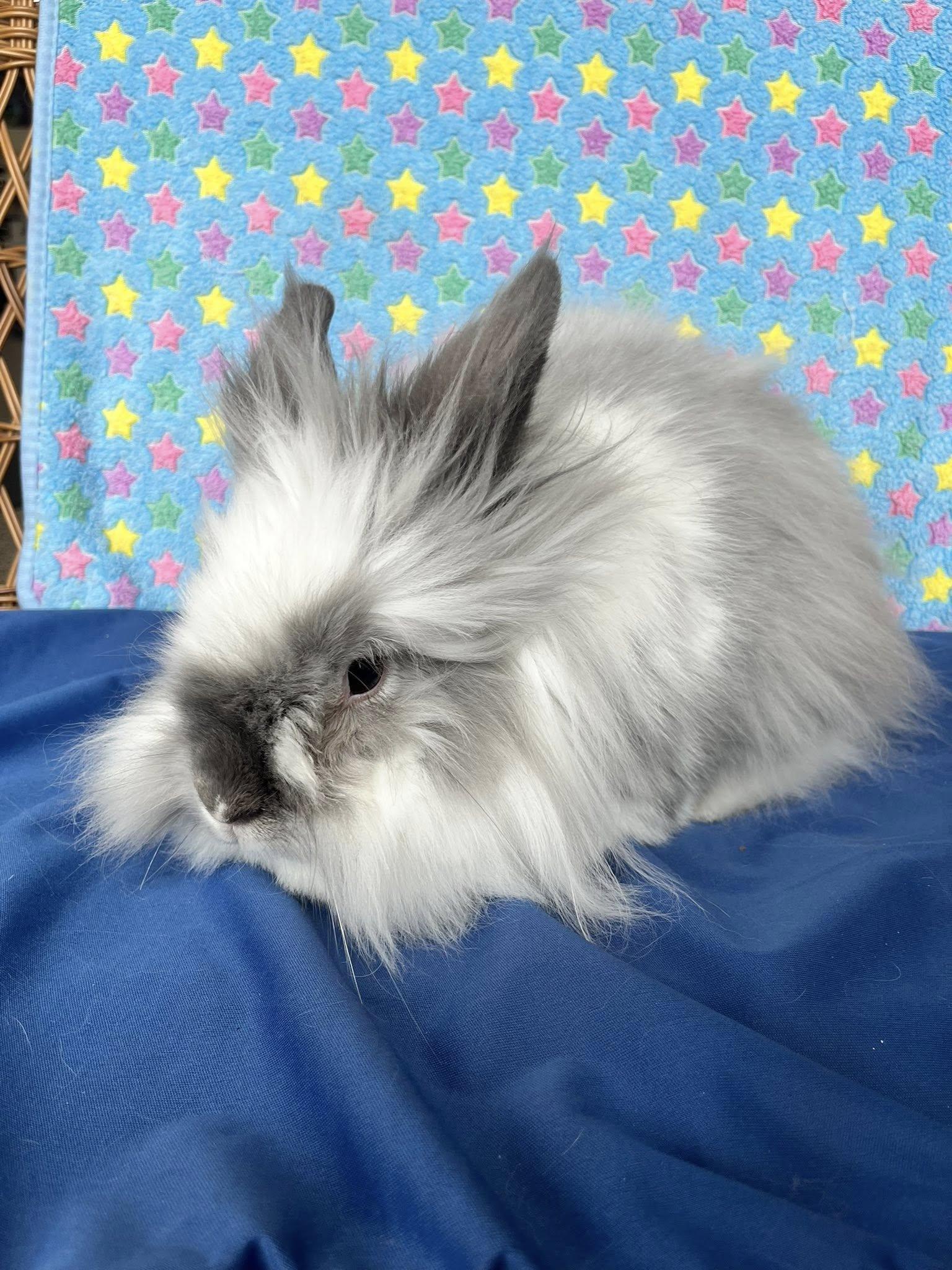 Green Bean Casserole, adoptable, Senior Male Lionhead & American.