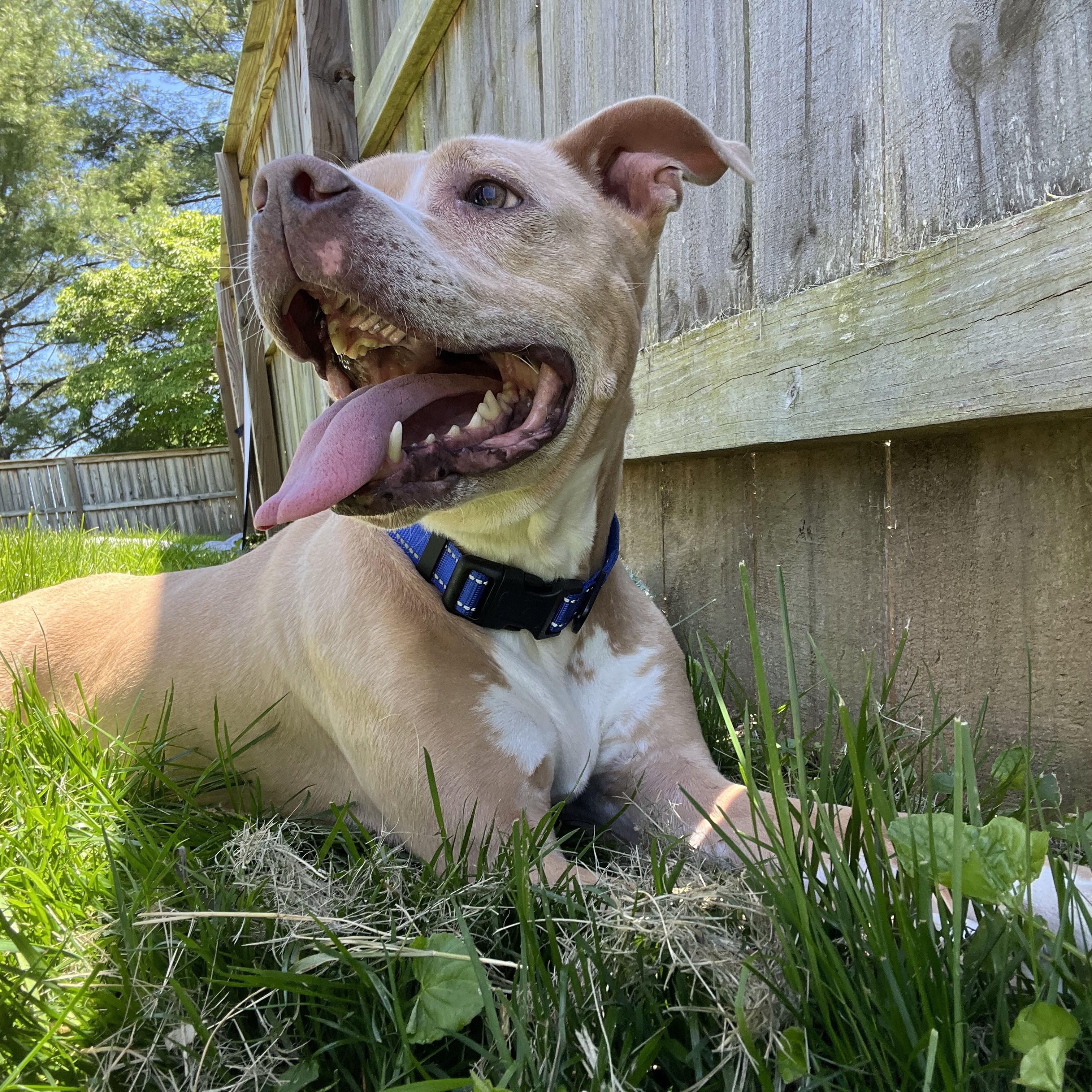 Martha Washington, Senior Female Pit Bull Terrier