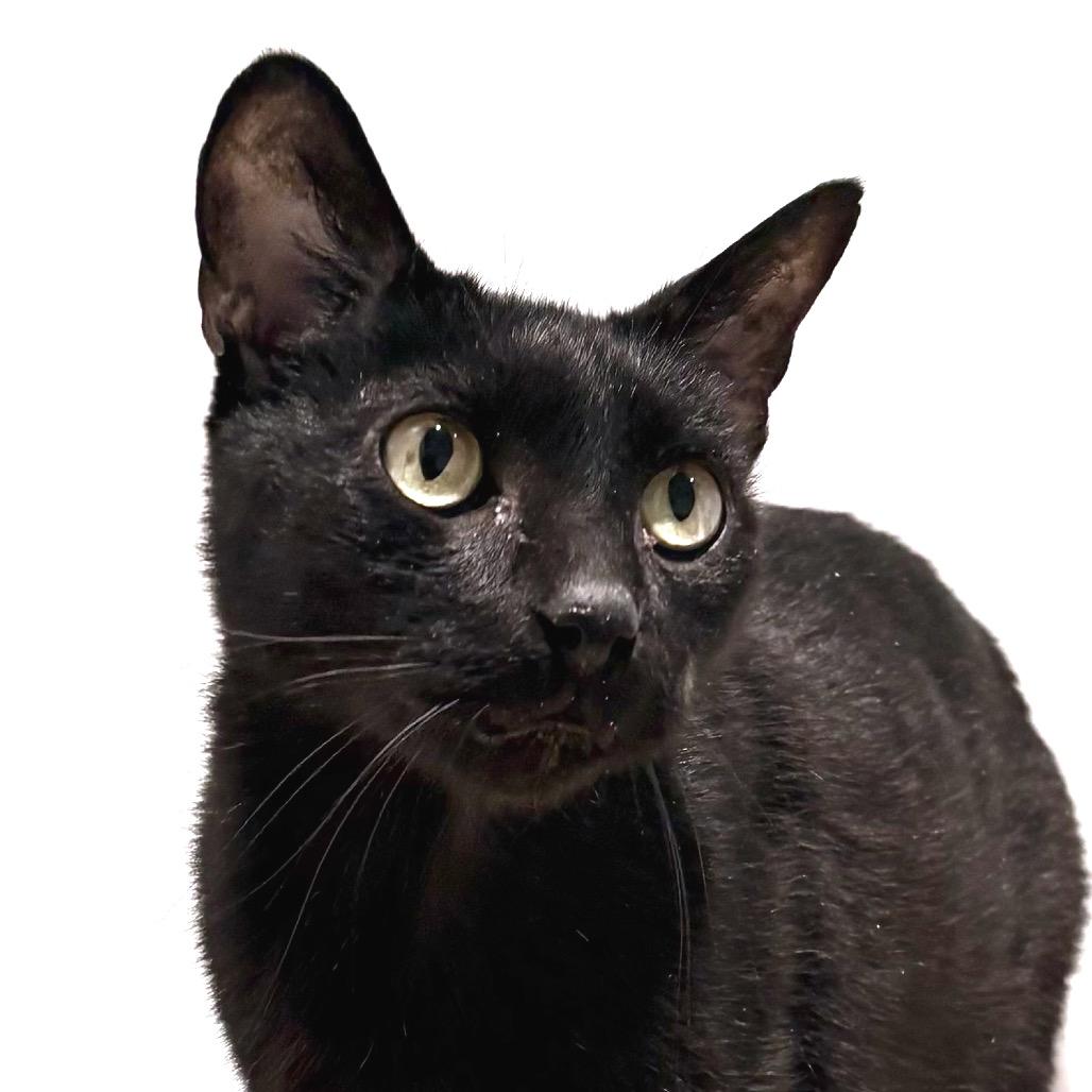 Enlarge Bagheera, a Adoptable Domestic Short Hair in Sarasota, FL image 3/6