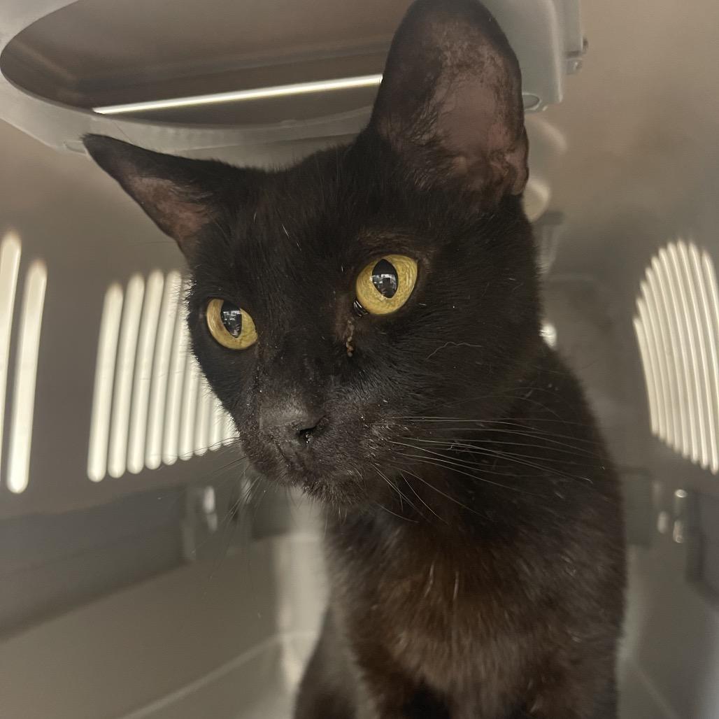 Enlarge Bagheera, a Adoptable Domestic Short Hair in Sarasota, FL image 4/6