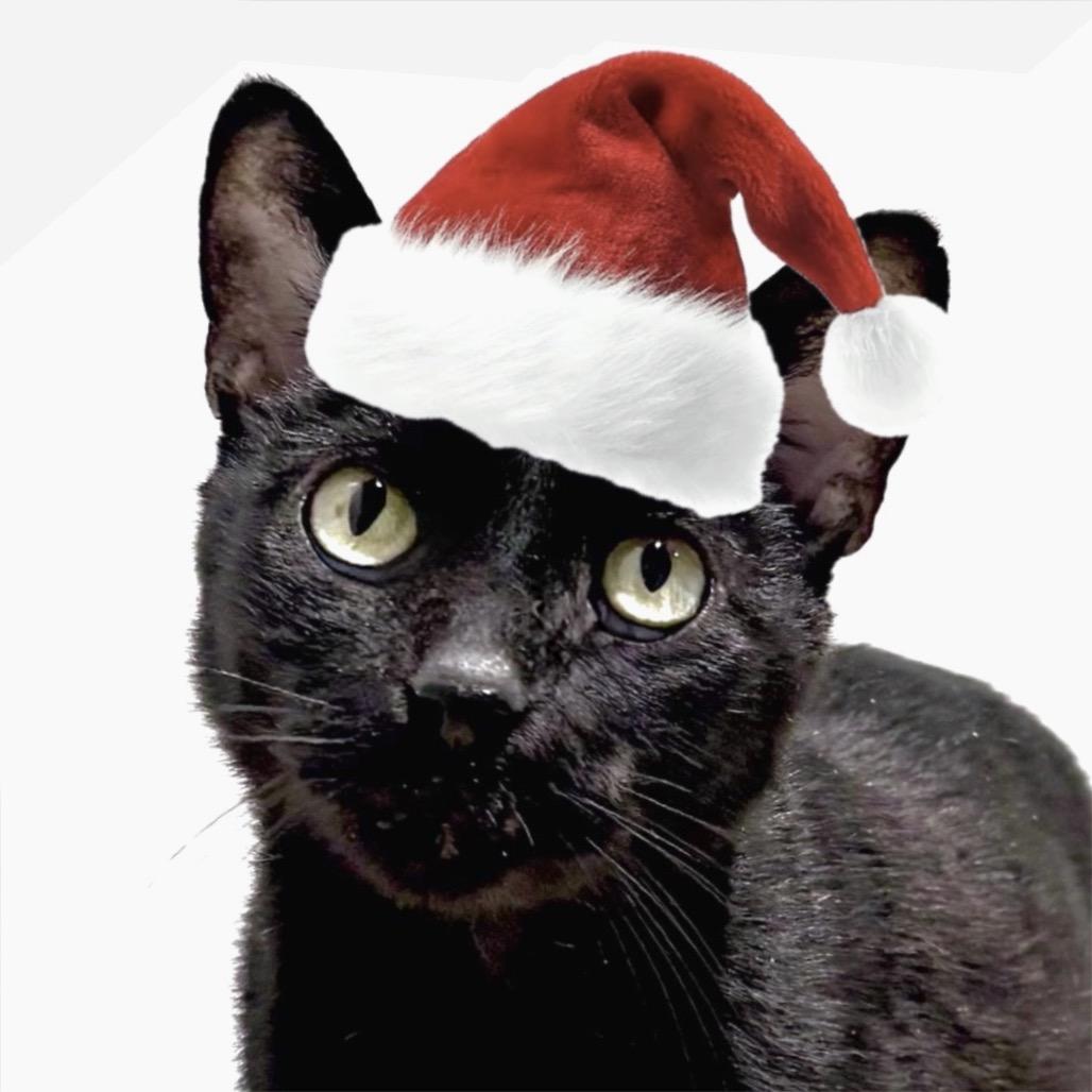 Enlarge Bagheera, a Adoptable Domestic Short Hair in Sarasota, FL image 6/6