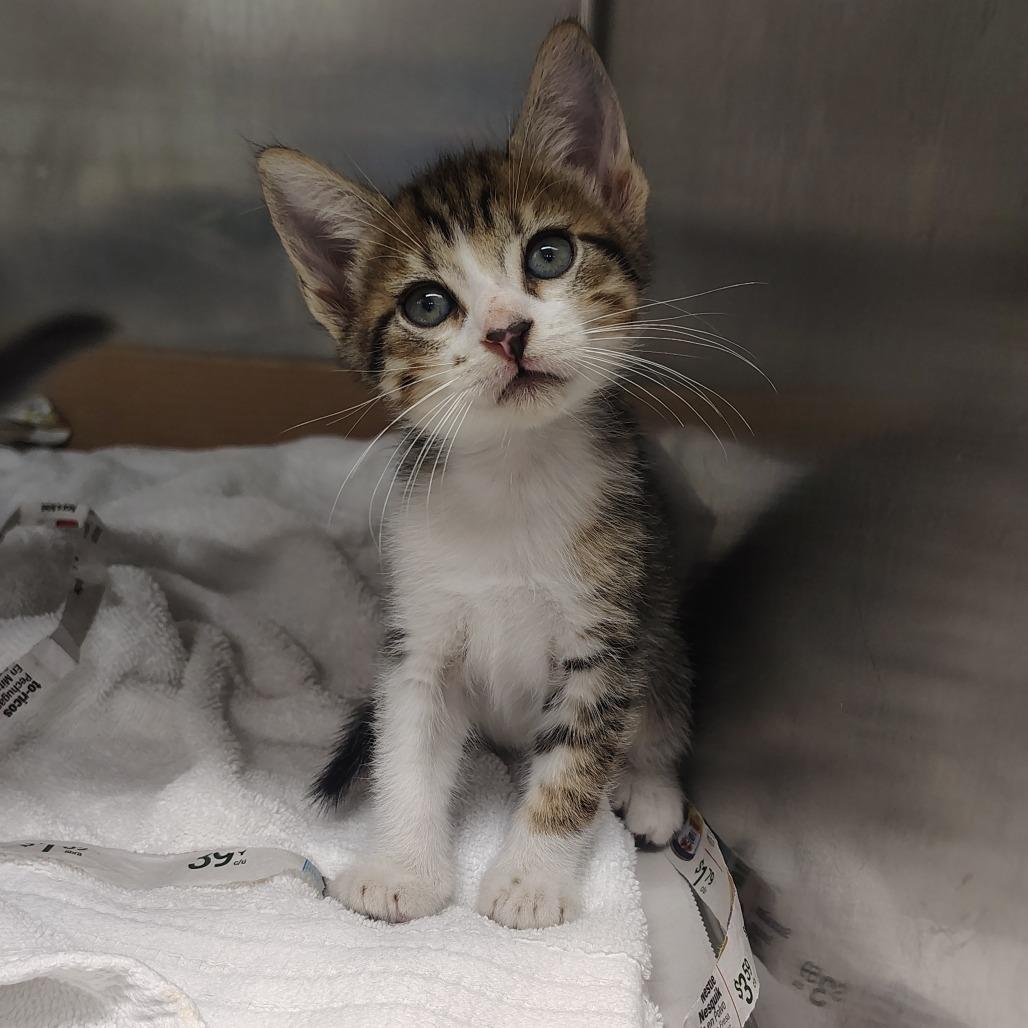 Astro, a Adoptable Domestic Short Hair in Vieques, PR image 1/4