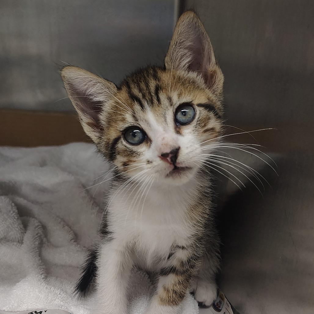 Astro, a Adoptable Domestic Short Hair in Vieques, PR image 3/4