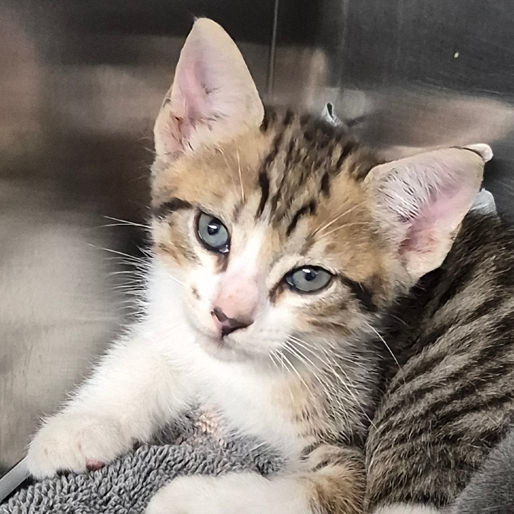 Astro, a Adoptable Domestic Short Hair in Vieques, PR image 4/4