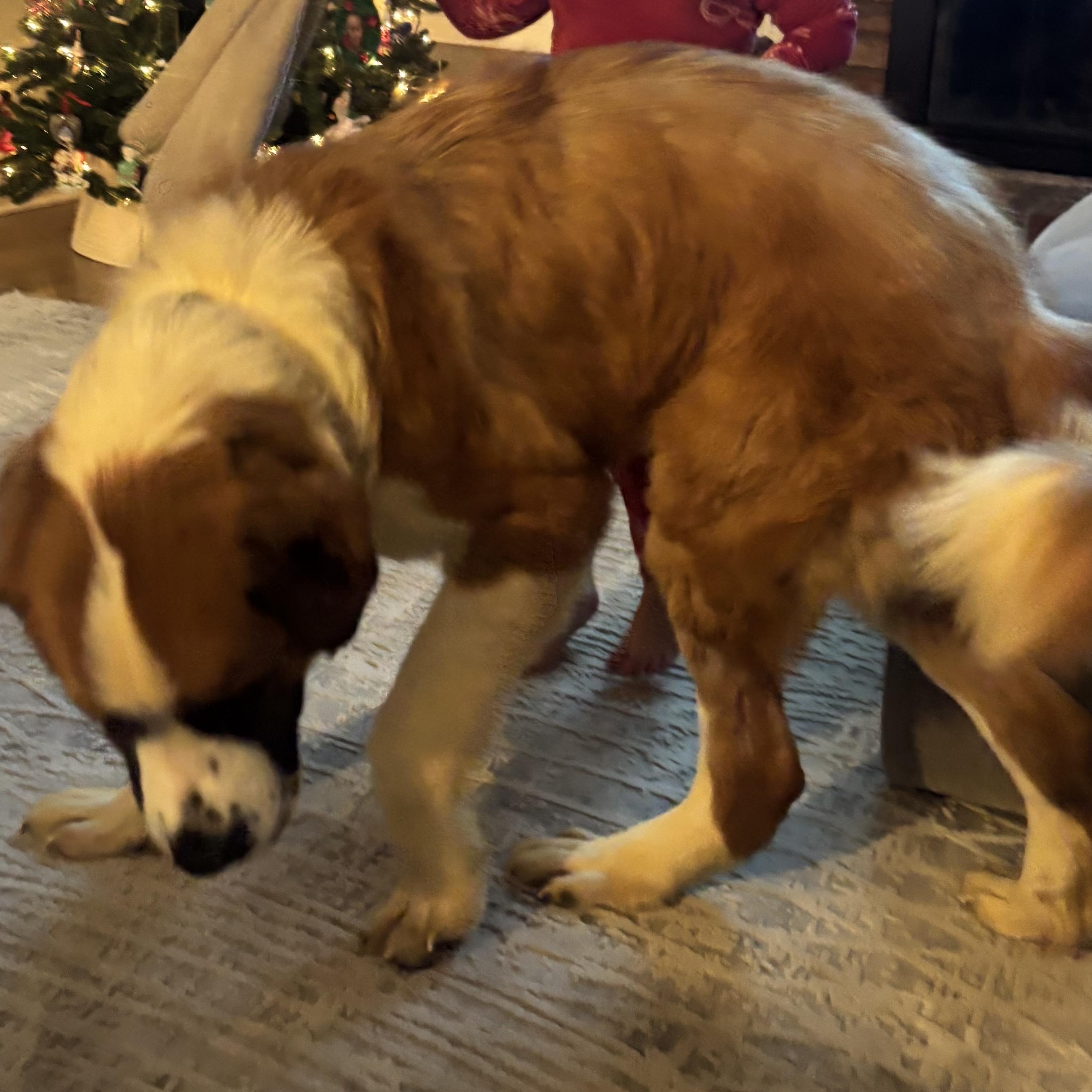 Enlarge Clause, a Adoptable Saint Bernard in Hindsboro, IL image 2/2