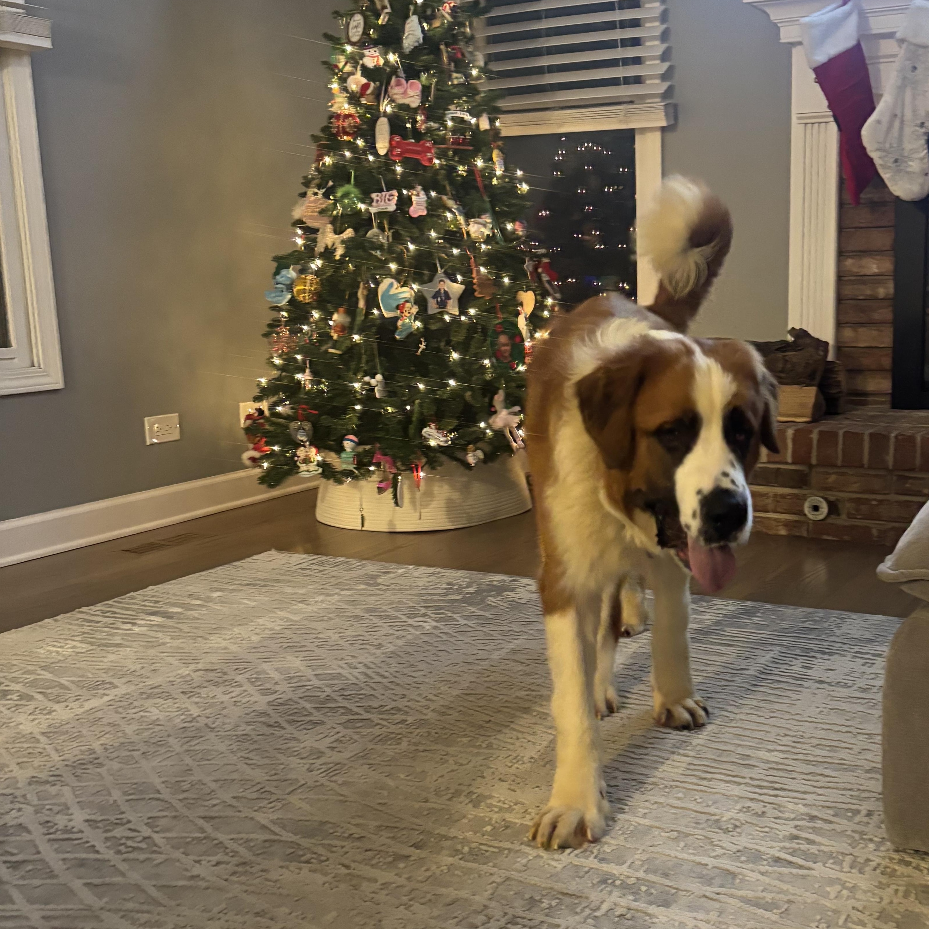 Enlarge Clause, a Adoptable Saint Bernard in Hindsboro, IL image 1/2