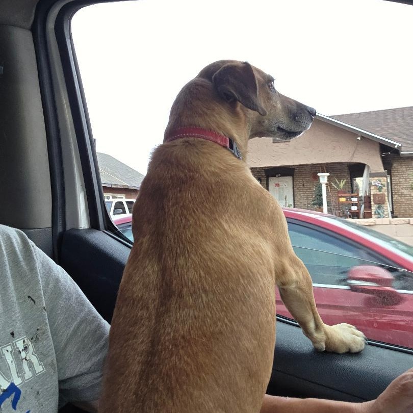 Gordy, a ADOPTABLE Dachshund in Phoenix, AZ image 5/6