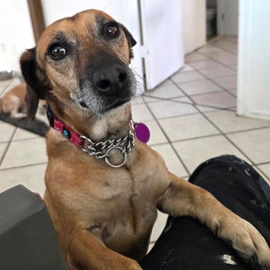 Enlarge Gordy, a ADOPTABLE Dachshund in Phoenix, AZ image 4/6