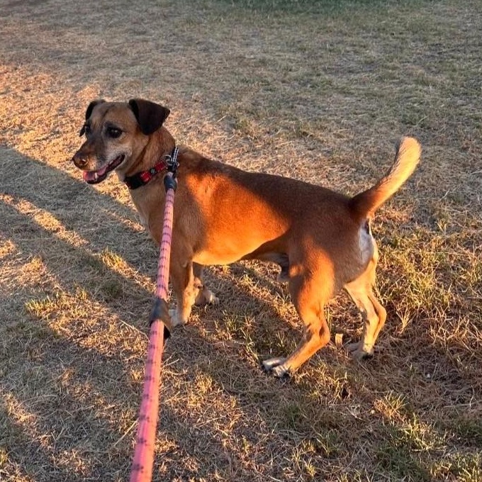 Enlarge Gordy, a ADOPTABLE Dachshund in Phoenix, AZ image 5/6