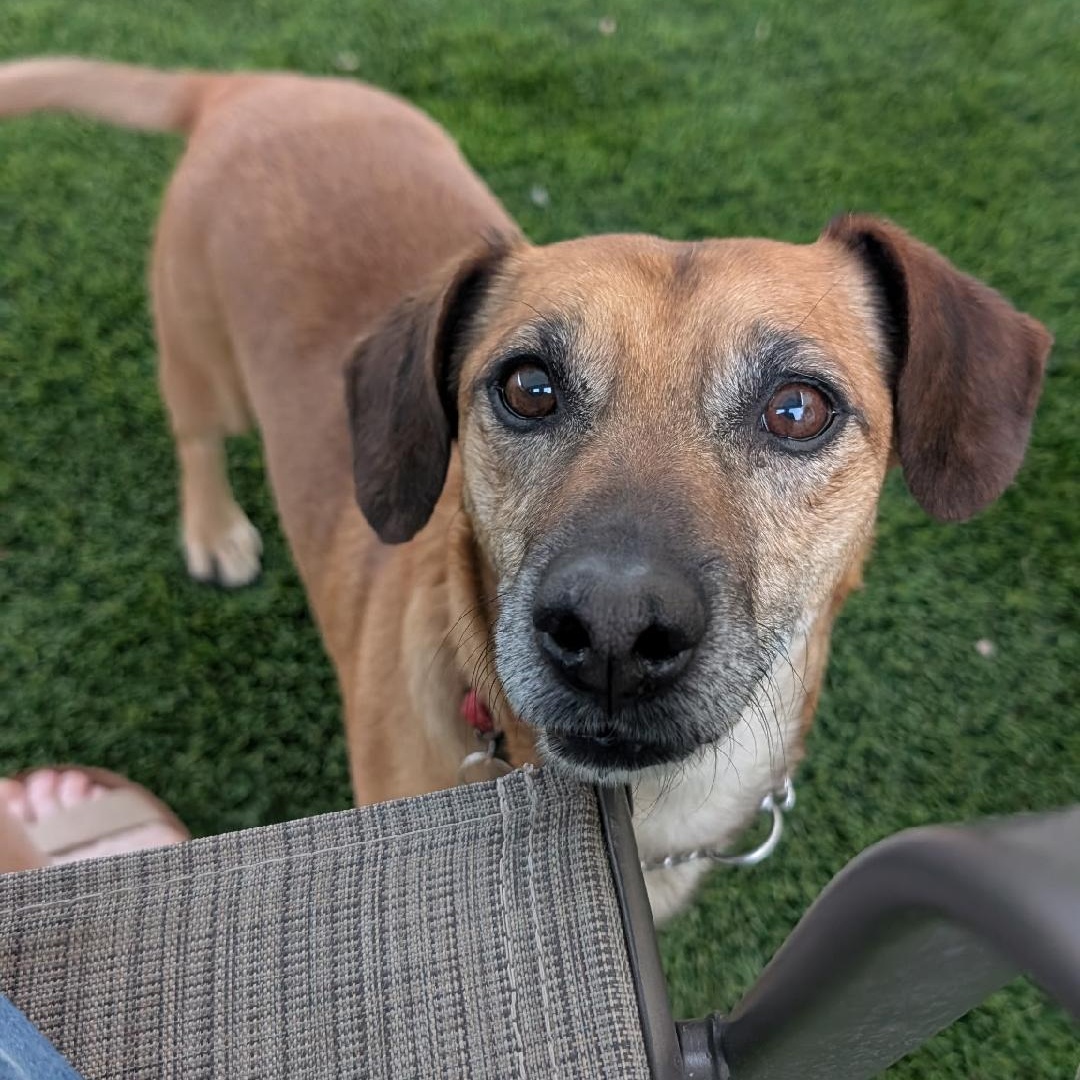 Gordy, a ADOPTABLE Dachshund in Phoenix, AZ image 2/6