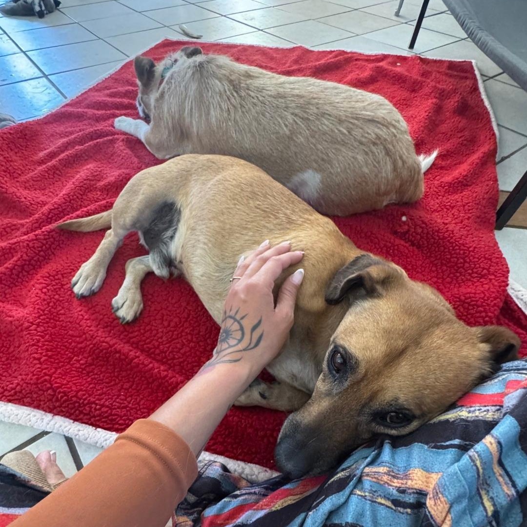 Gordy, a ADOPTABLE Dachshund in Phoenix, AZ image 6/6