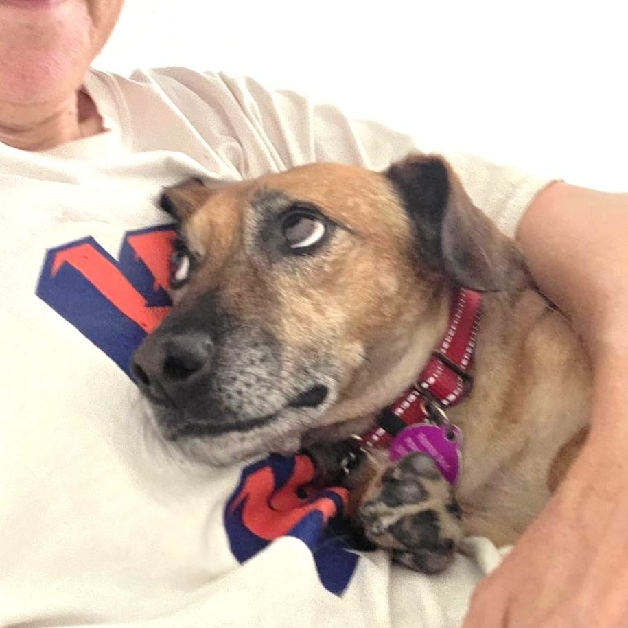 Enlarge Gordy, a ADOPTABLE Dachshund in Phoenix, AZ image 6/6