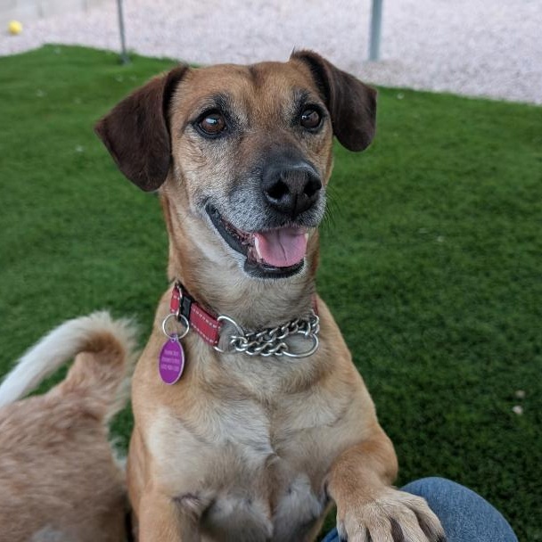 Gordy, a ADOPTABLE Dachshund in Phoenix, AZ image 3/6