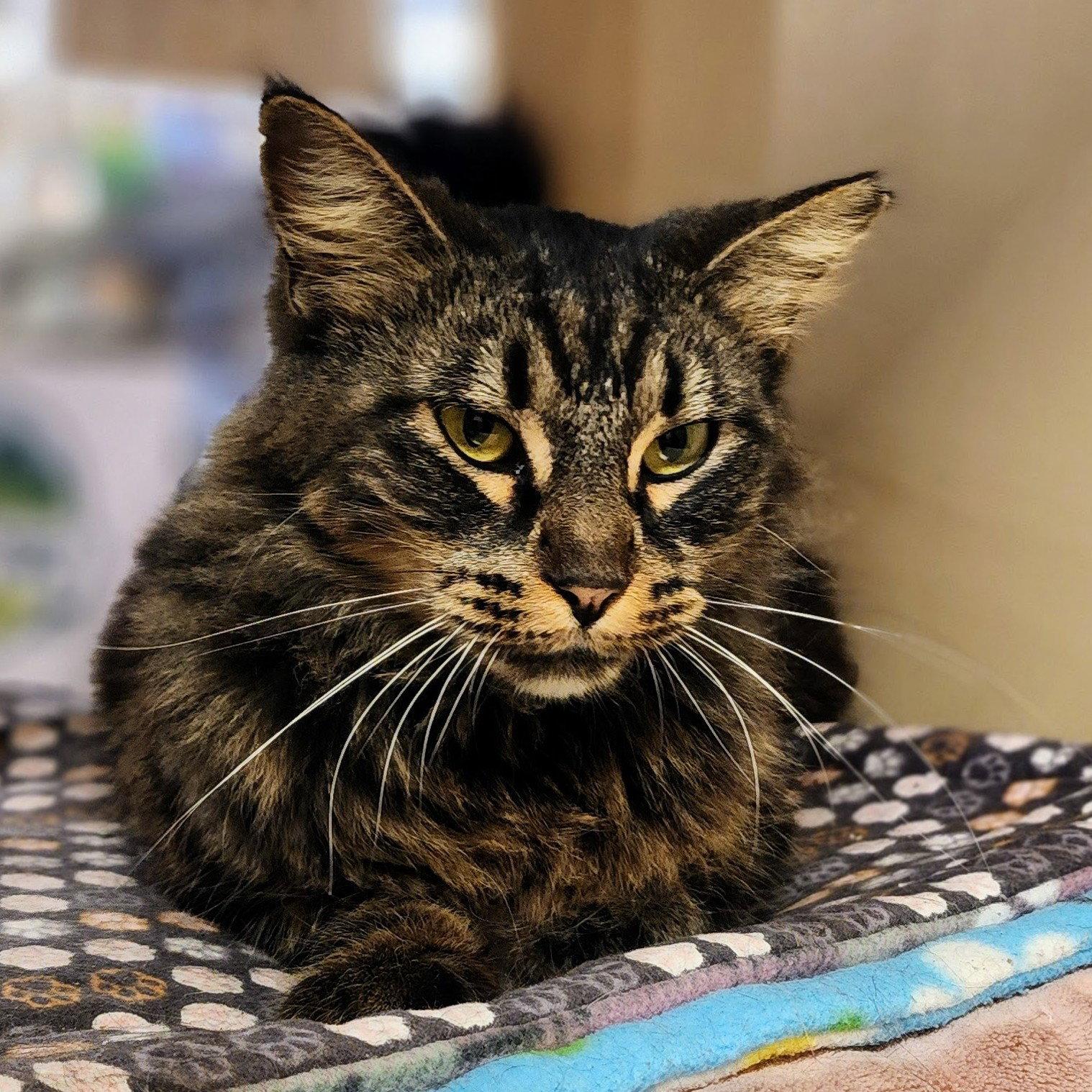 Sencha, Adoptable, Adult Female Maine Coon.
