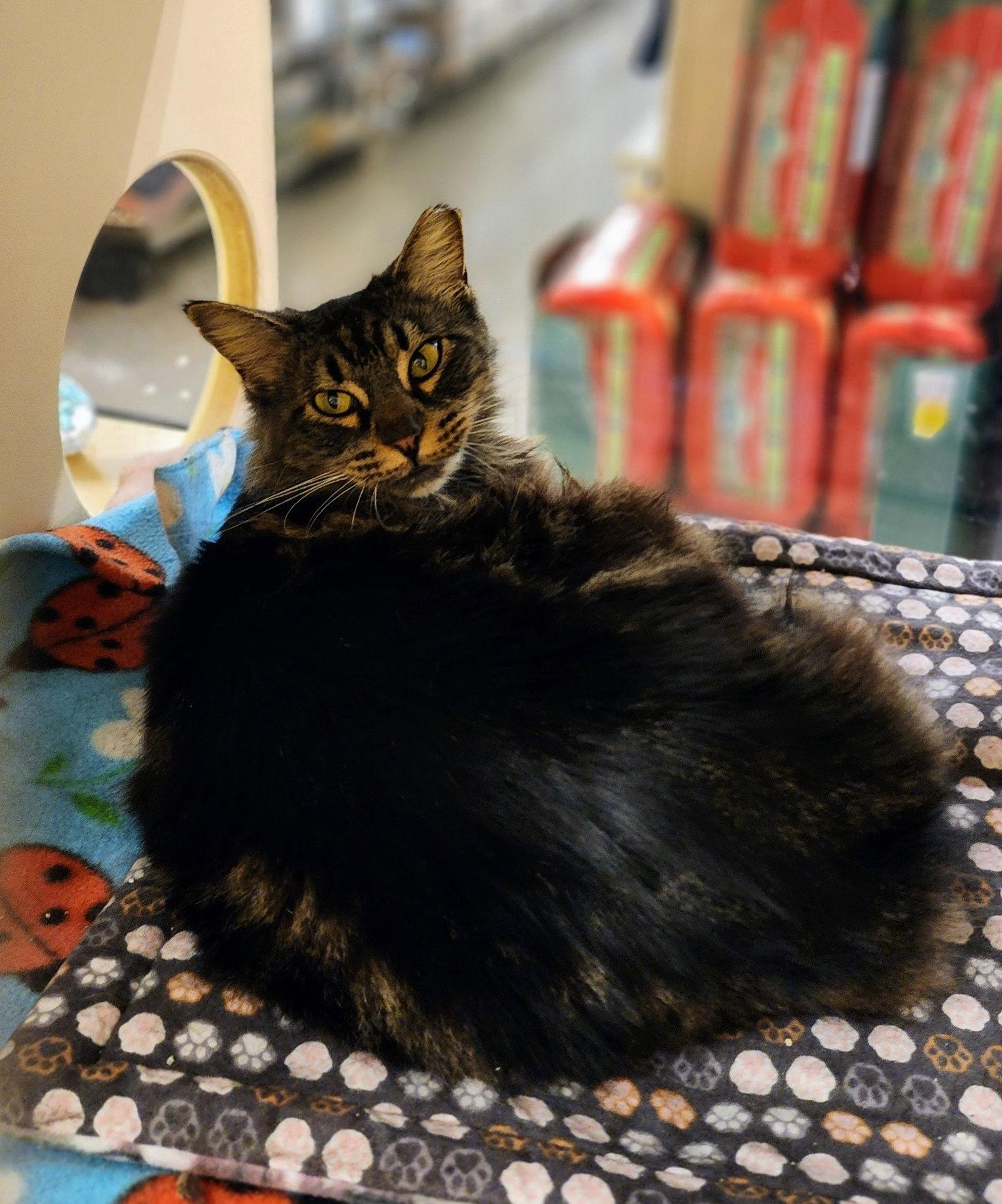 Enlarge Sencha, a Adoptable Maine Coon in Garland, TX image 2/3