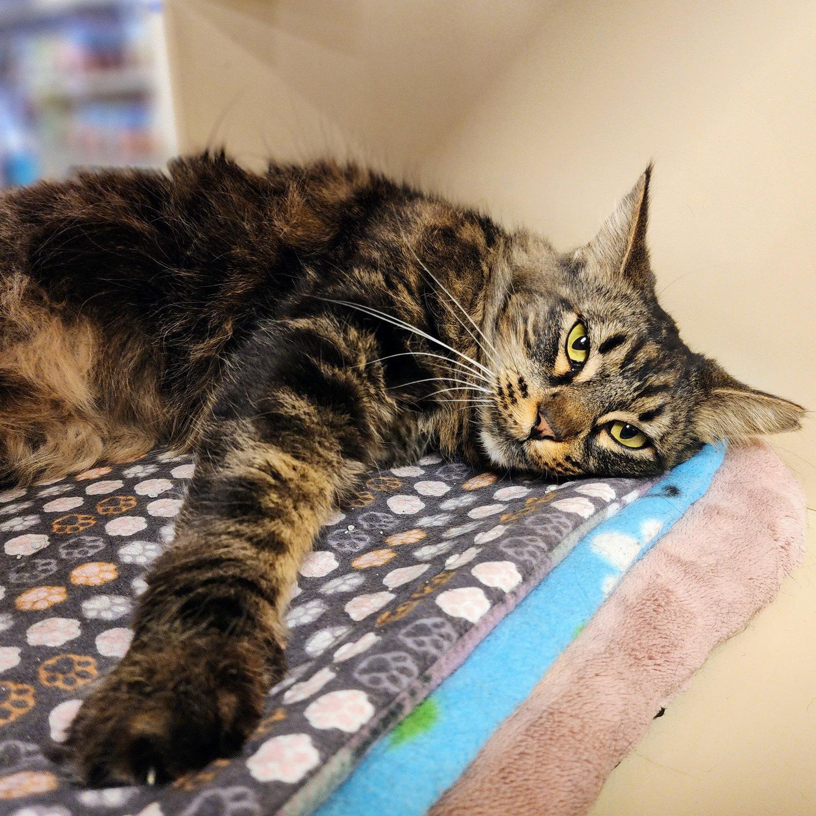 Enlarge Sencha, a Adoptable Maine Coon in Garland, TX image 3/3