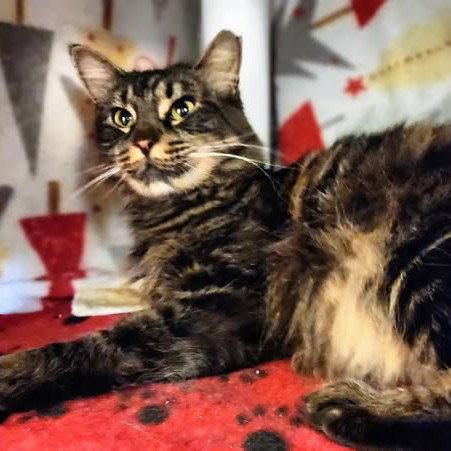 Sencha, a Adoptable Maine Coon in Garland, TX image 1/3