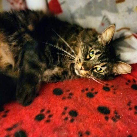 Sencha, a Adoptable Maine Coon in Garland, TX image 2/3