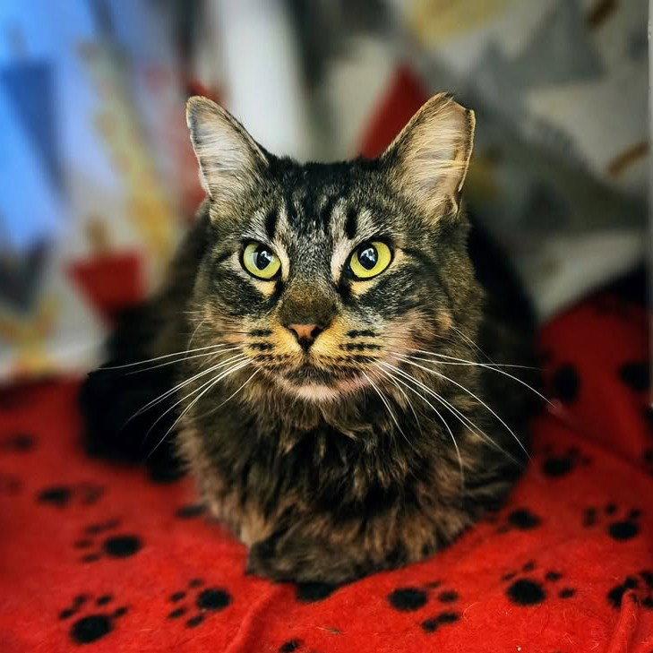 Sencha, a Adoptable Maine Coon in Garland, TX image 3/3
