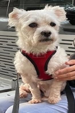 Cooper Maltese Dog