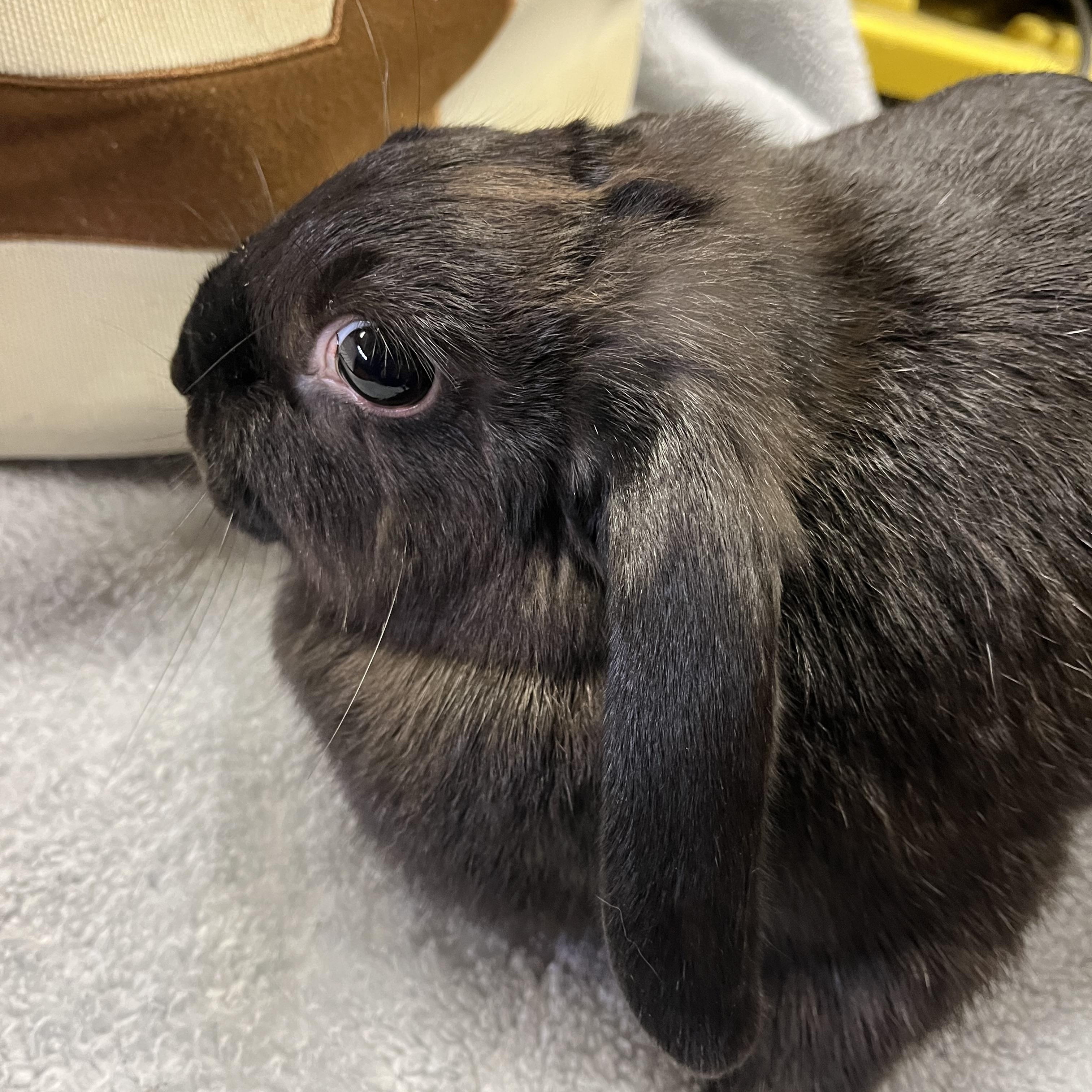 Enlarge Mocha, a ADOPTABLE Mini Lop in Birdsboro, PA image 2/4
