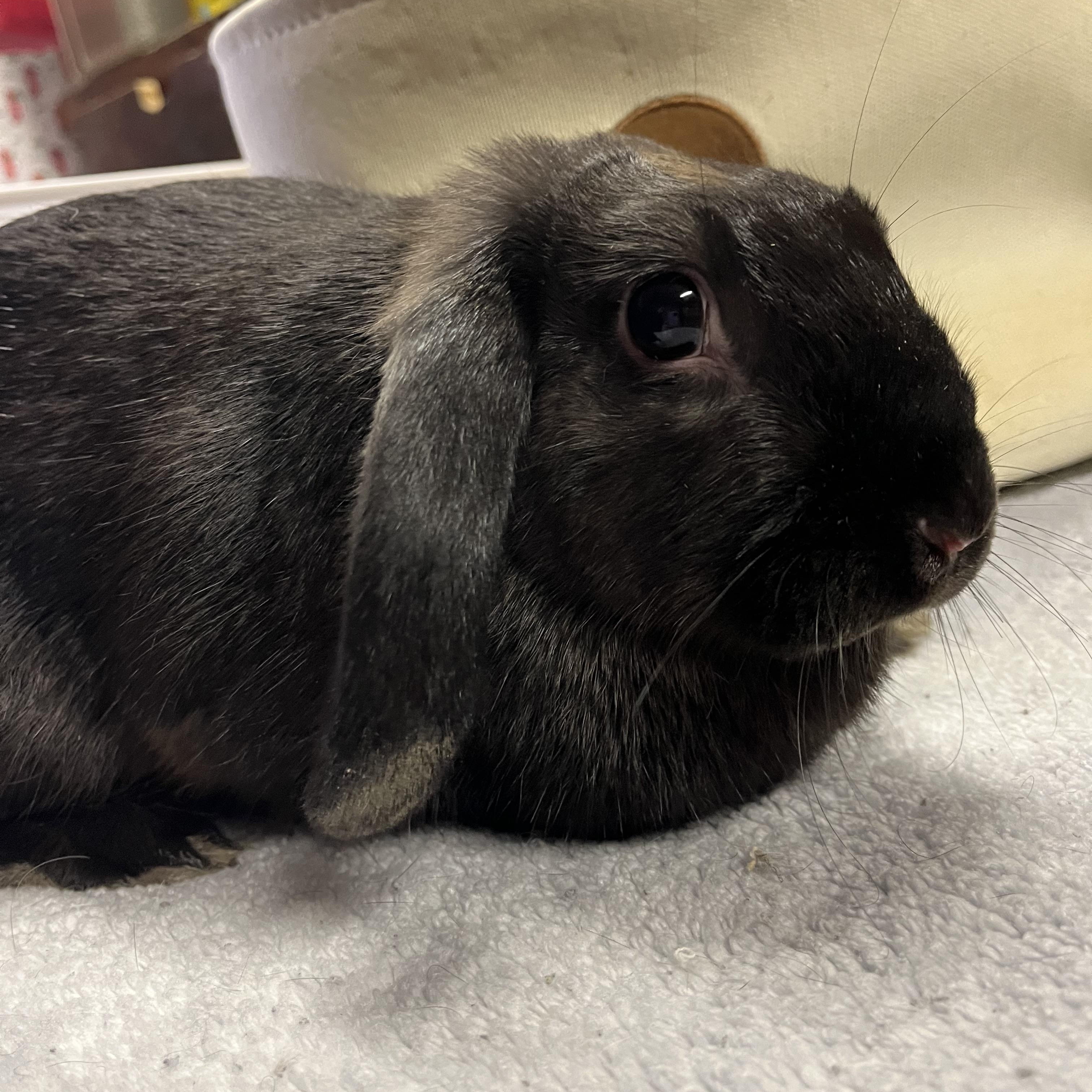 Mocha, ADOPTABLE, Baby Female Mini Lop.