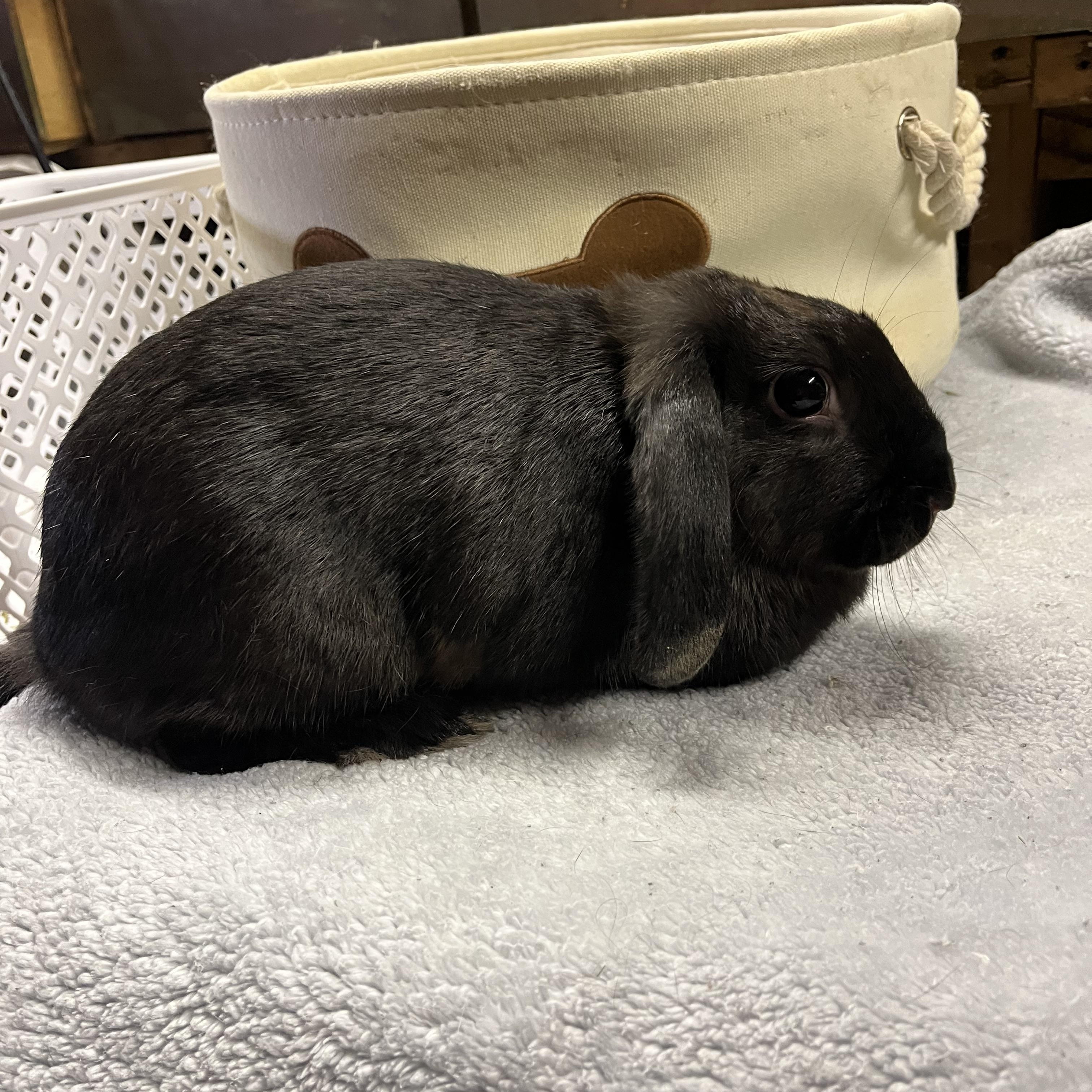 Enlarge Mocha, a ADOPTABLE Mini Lop in Birdsboro, PA image 4/4