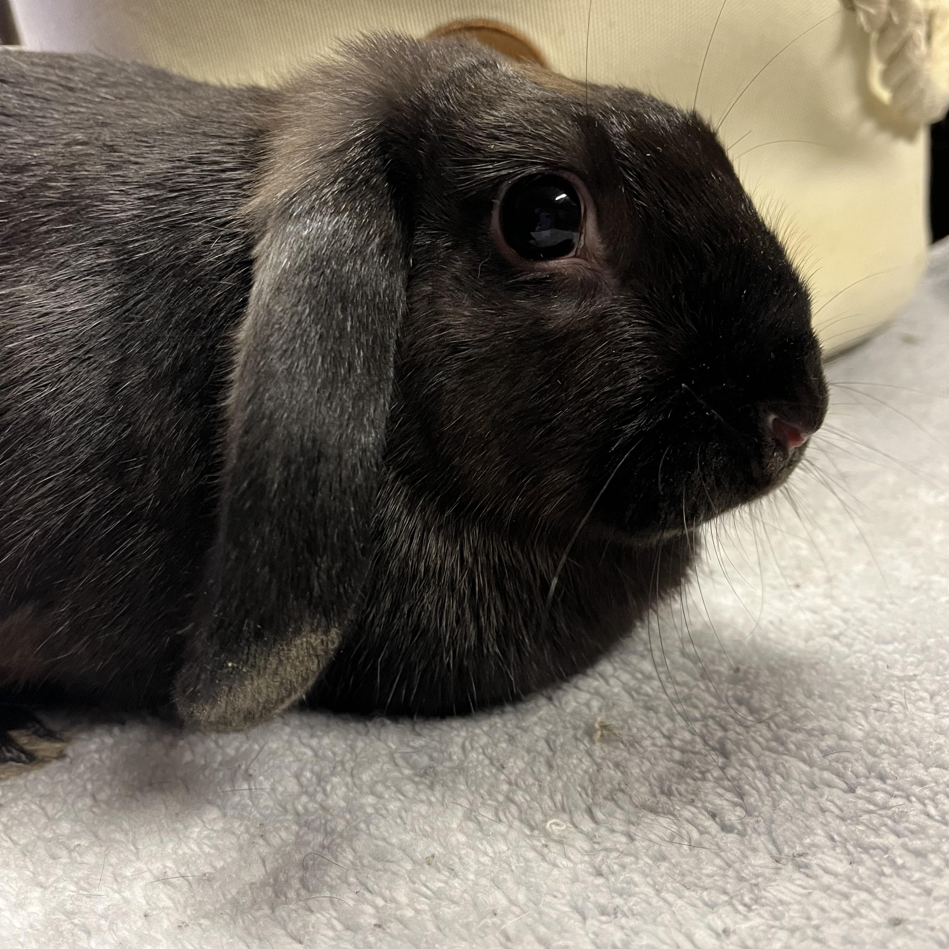 Enlarge Mocha, a ADOPTABLE Mini Lop in Birdsboro, PA image 3/4