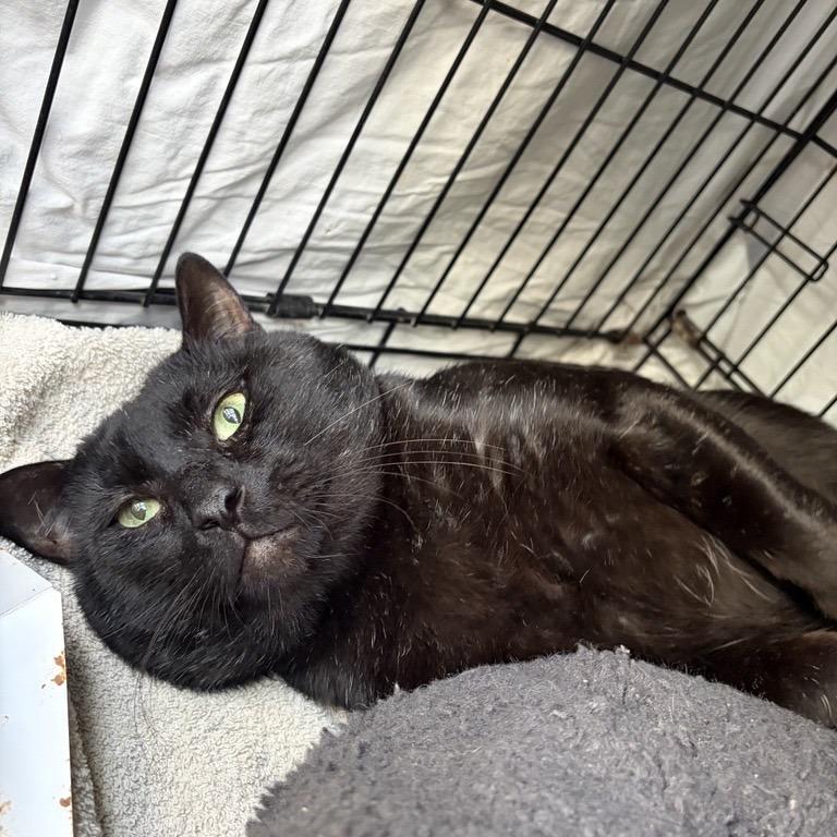 Twilight, Adoptable, Young Male Domestic Short Hair.
