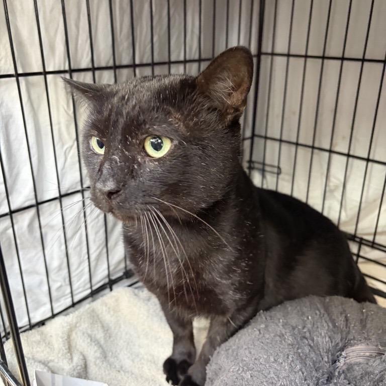 Enlarge Twilight, a Adoptable Domestic Short Hair in New York, NY image 3/3