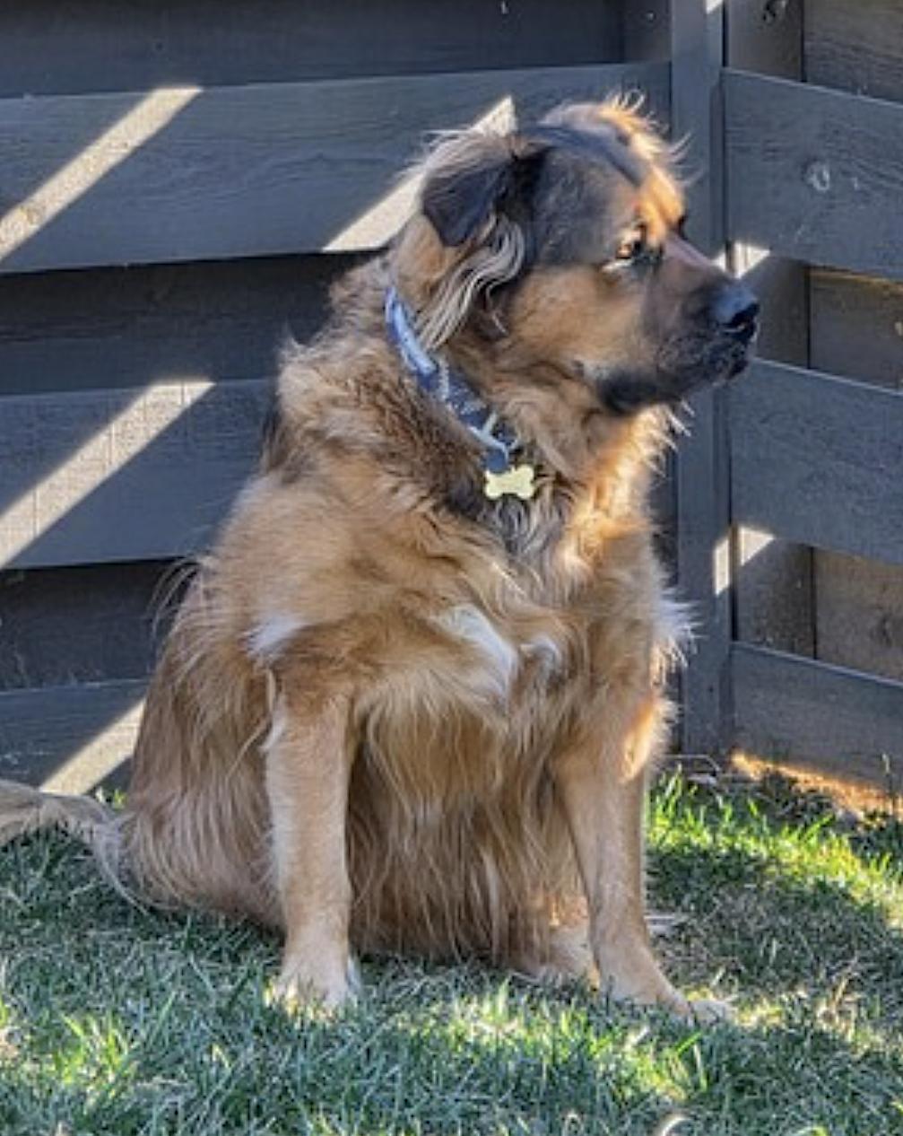 Enlarge Beau, a Adoptable mixed breed in Chattanooga, TN image 2/5