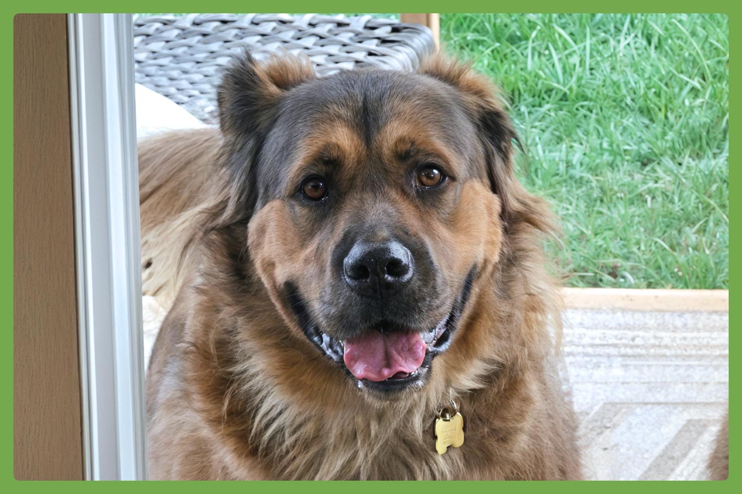 Beau, ADOPTABLE, Adult • Male, Great Pyrenees & Chow Chow.
