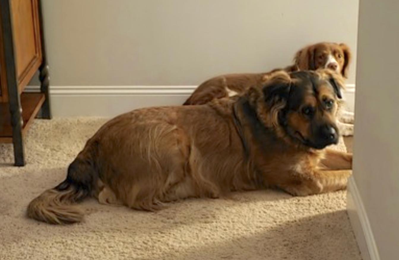 Enlarge Beau, a Adoptable mixed breed in Chattanooga, TN image 3/5