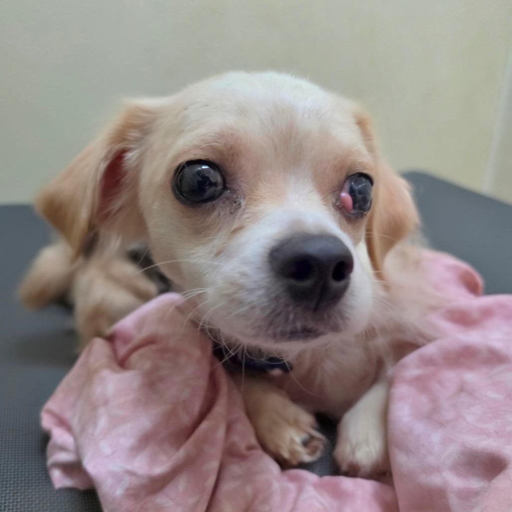 Beanie - Costa Mesa Location, Adoptable, Adult Male Jack Russell Terrier & Mixed Breed.