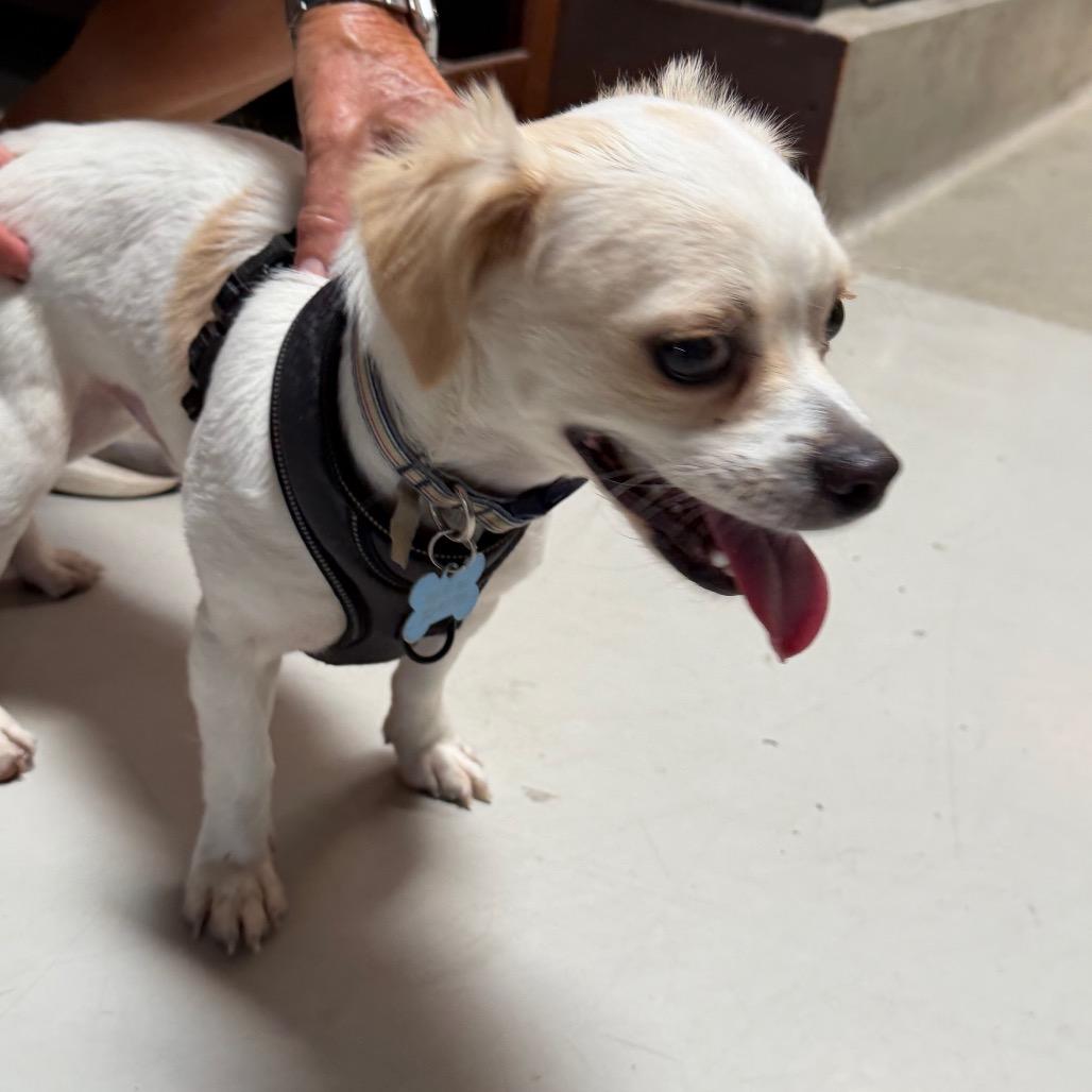 Enlarge Beanie - Costa Mesa Location, a Adoptable mixed breed in Chino Hills, CA image 2/6
