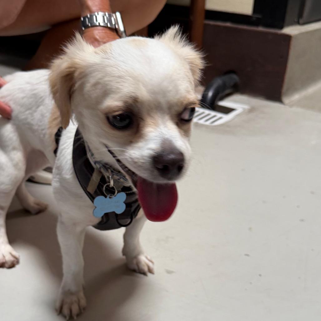 Enlarge Beanie - Costa Mesa Location, a Adoptable mixed breed in Chino Hills, CA image 3/6