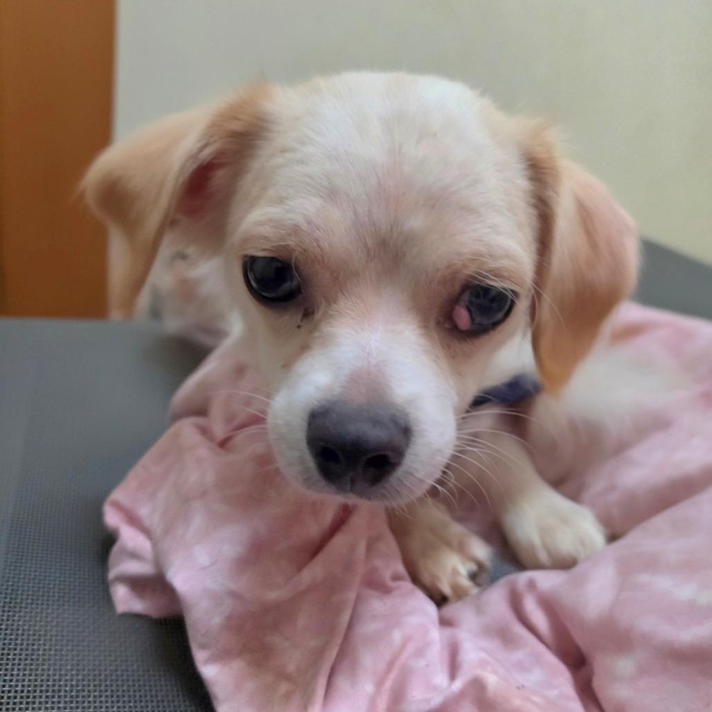 Enlarge Beanie - Costa Mesa Location, a Adoptable mixed breed in Chino Hills, CA image 4/6
