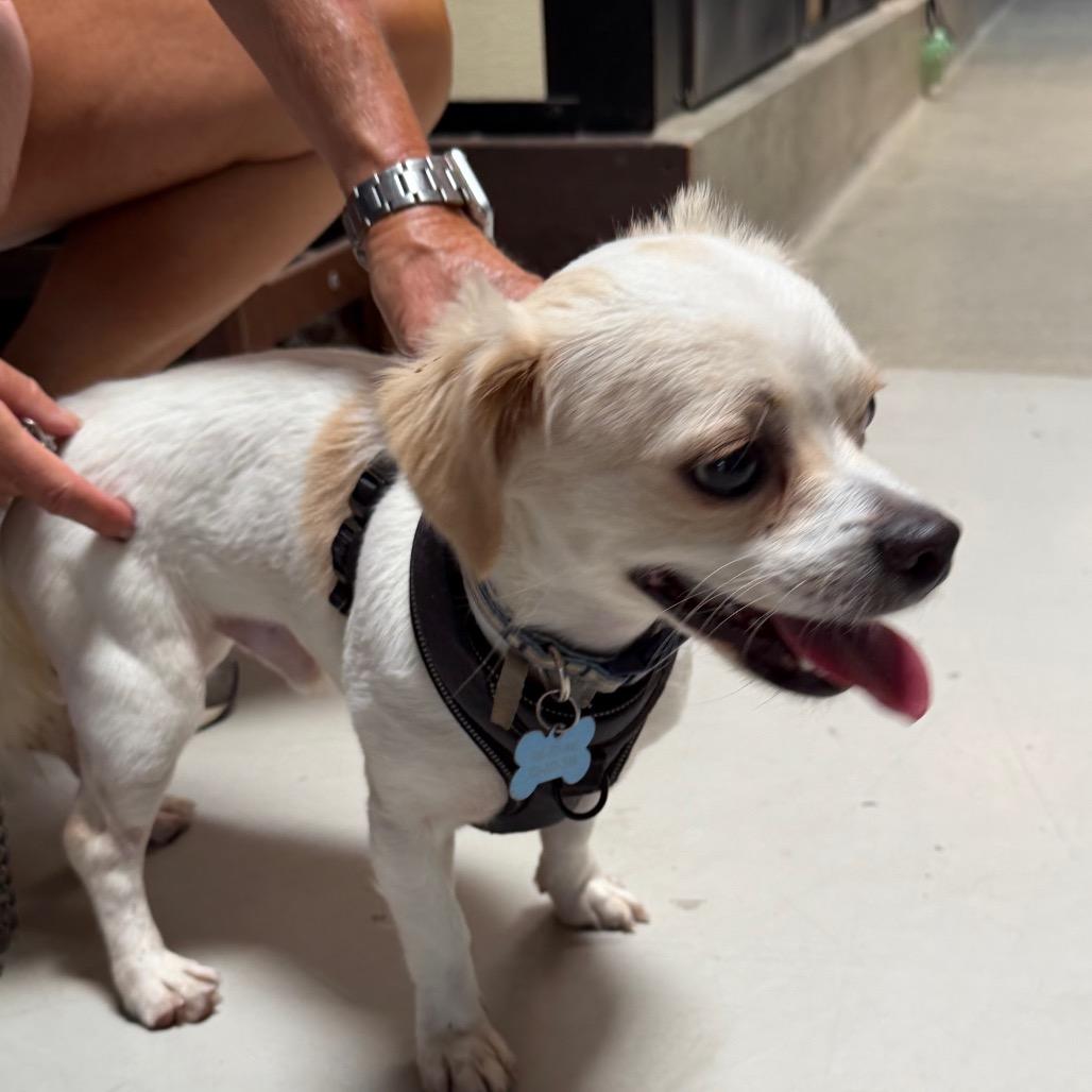 Enlarge Beanie - Costa Mesa Location, a Adoptable mixed breed in Chino Hills, CA image 5/6