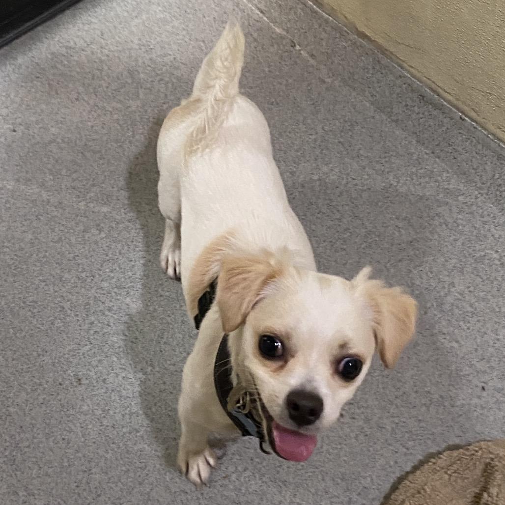 Enlarge Beanie - Costa Mesa Location, a Adoptable mixed breed in Chino Hills, CA image 6/6