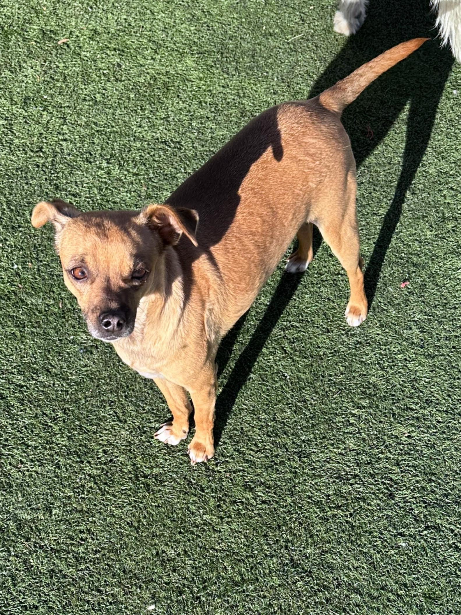 Gus, Adoptable, Adult Male Chihuahua & Dachshund.