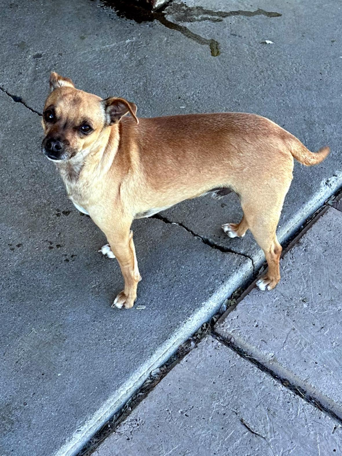 Enlarge Gus, a Adoptable mixed breed in La Verne, CA image 2/3