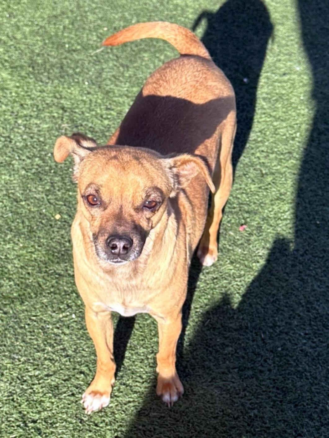 Enlarge Gus, a Adoptable mixed breed in La Verne, CA image 3/3