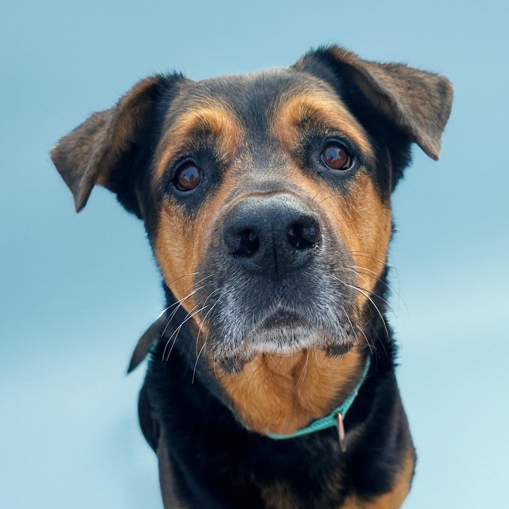 Baxter, Adoptable, Senior Male Rottweiler.