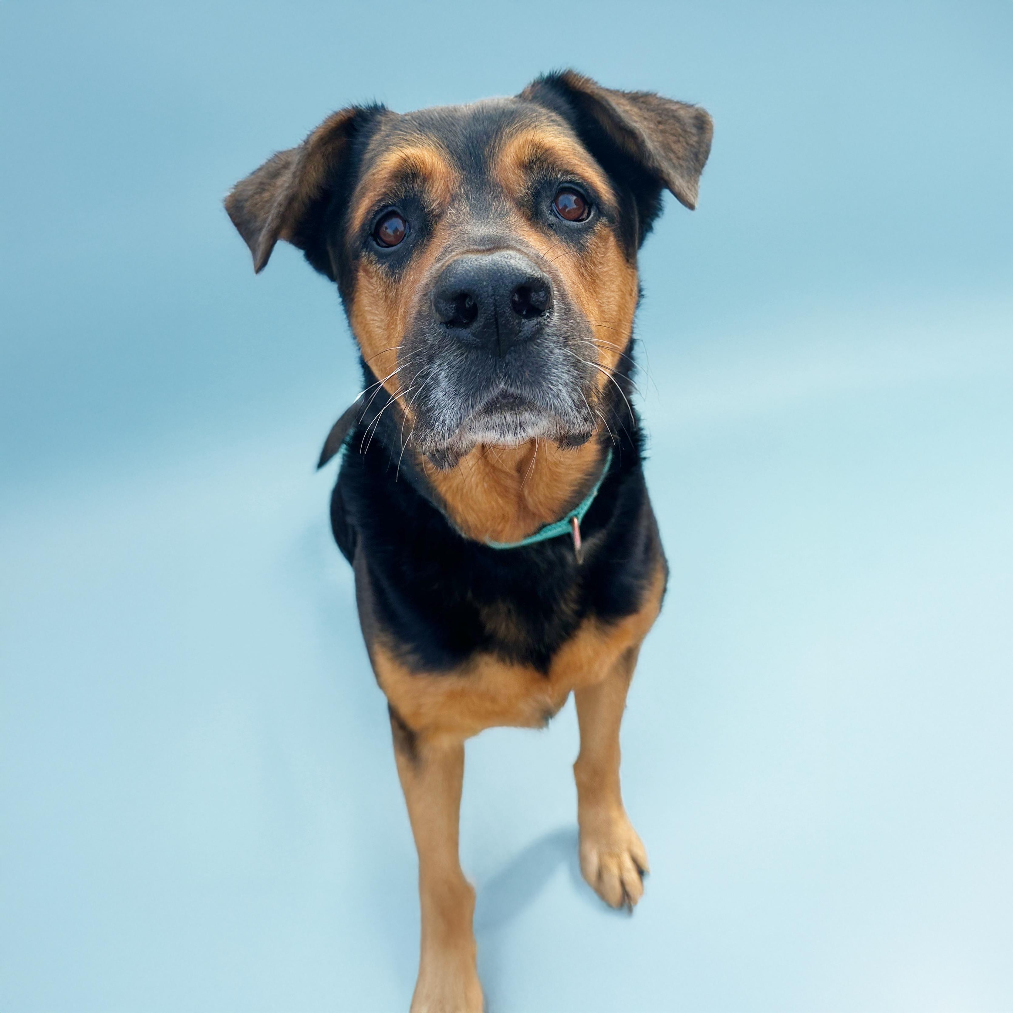Enlarge Baxter, a Adoptable mixed breed in Scottsdale, AZ image 2/2