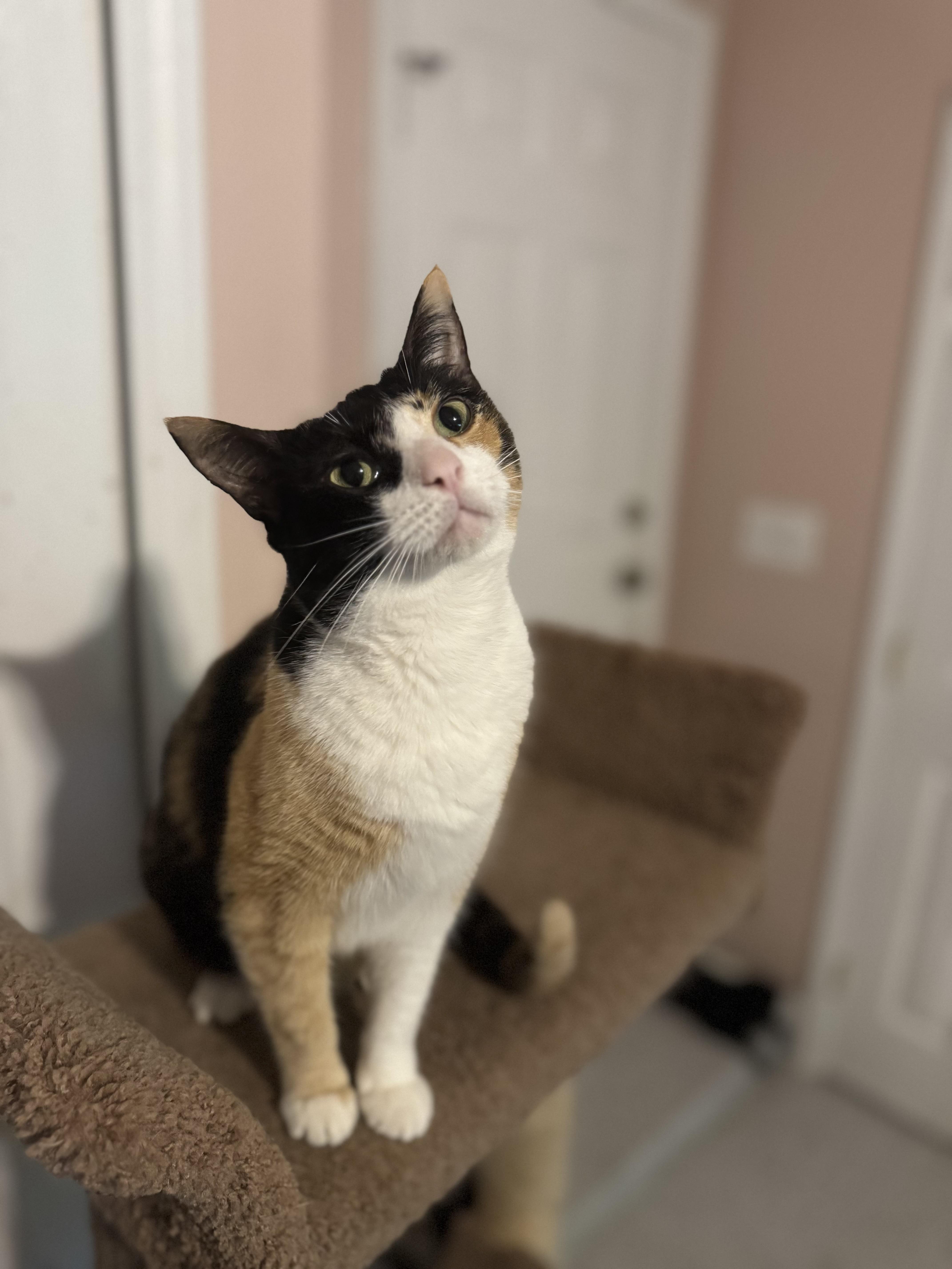 Zahar, Adult Female Domestic Short Hair