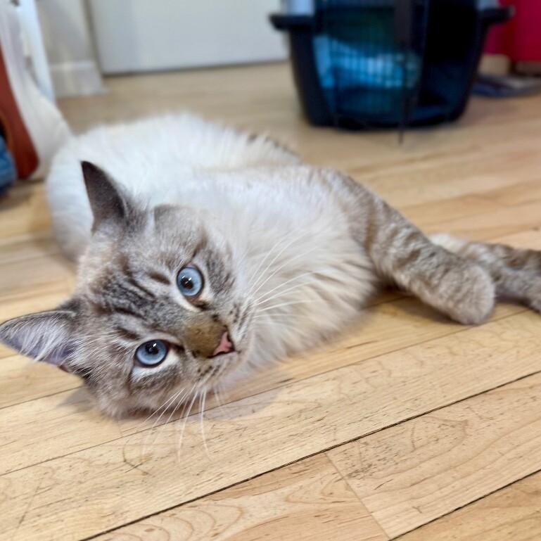 Boss Man — thumbnail 4